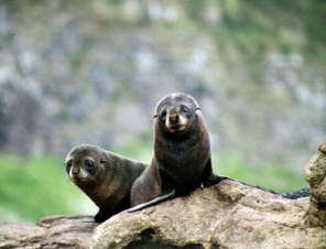 Seals